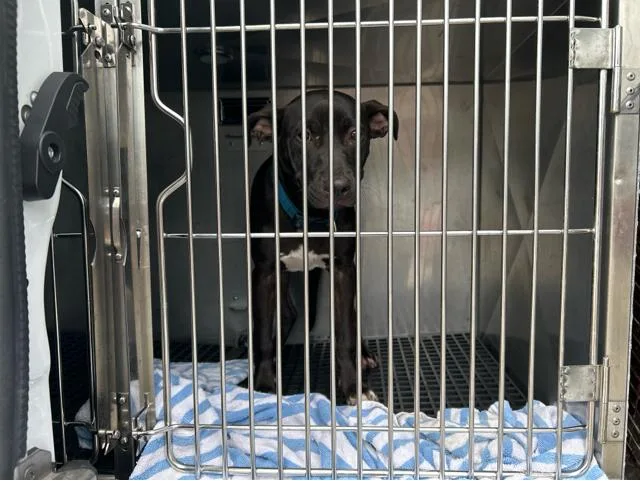 A young medium-sized female Mixed Breed dog named Pookie for adoption in West Palm Beach, FL