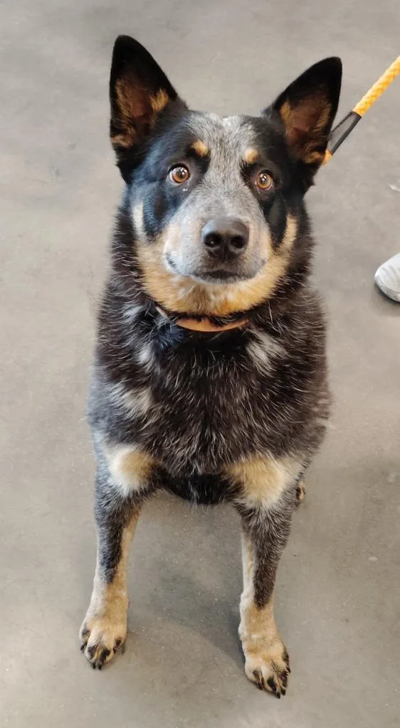 An adult medium-sized male Australian Cattle Dog / Blue Heeler dog named Cooper for adoption in Clarksville, TN