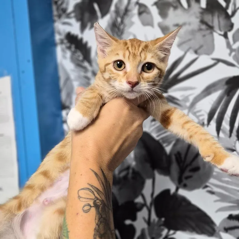 A baby small-sized female Orange / Red Domestic Short Hair cat named Lilikoi for adoption in Wahiawa, HI