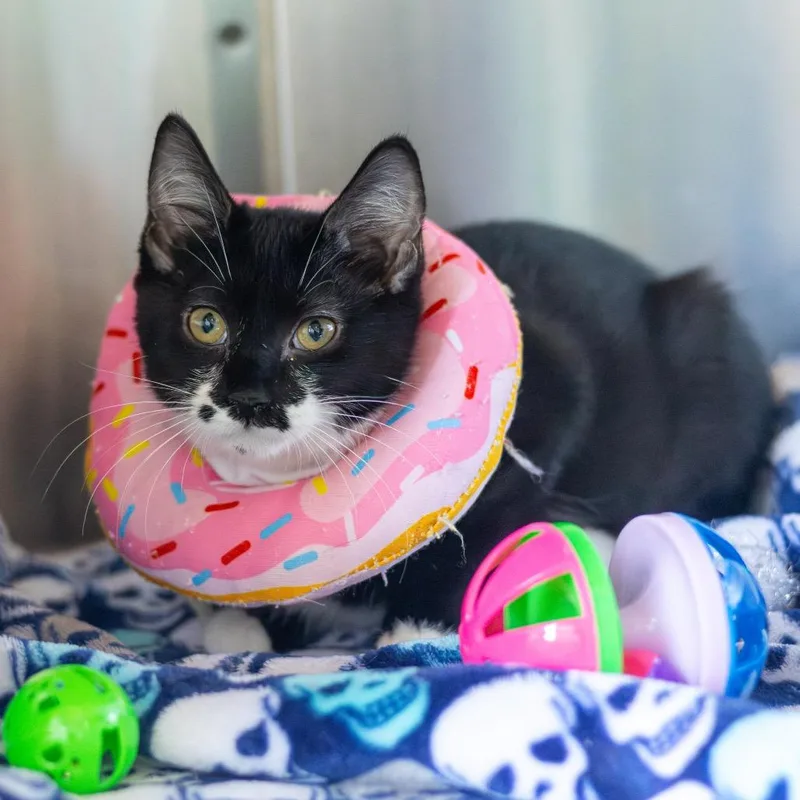 Sapphire thumbnail 3