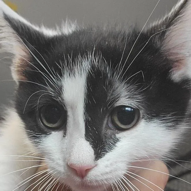 Sapphire thumbnail 5