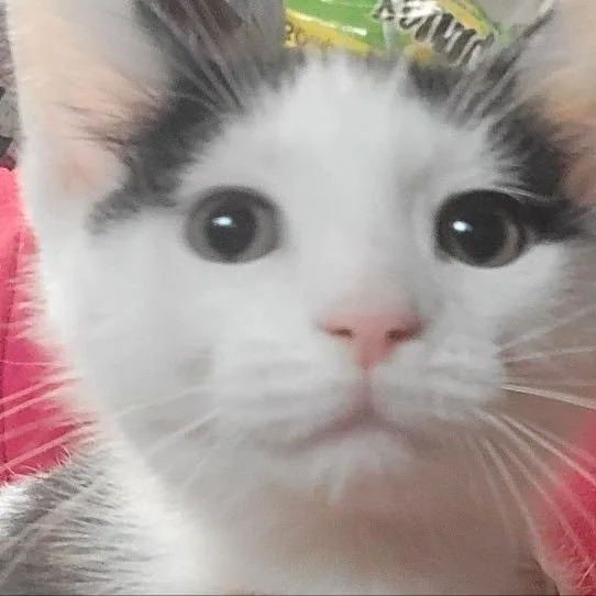 Sapphire thumbnail 6