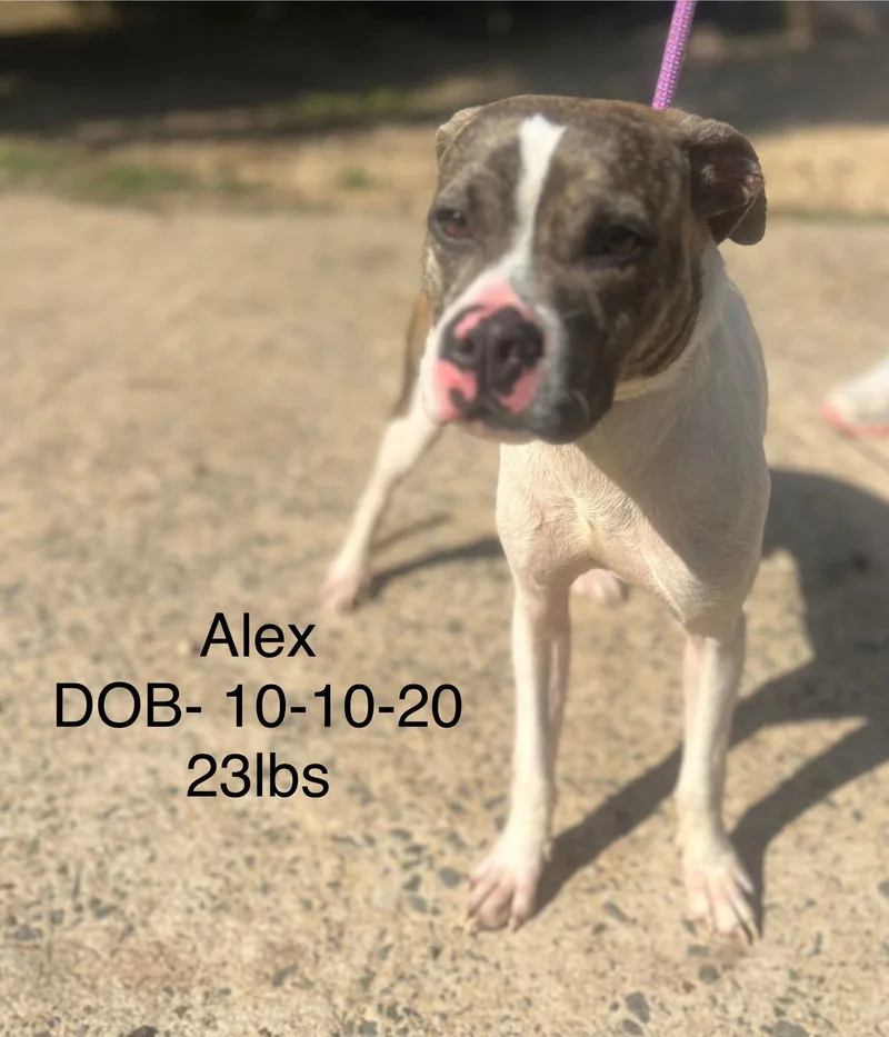 An adult medium-sized male Boston Terrier dog named Alex Sff for adoption in Holbrook, NY