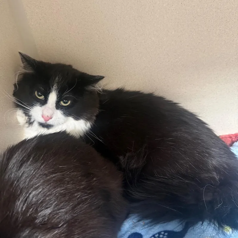 A young medium-sized male Black Domestic Long Hair cat named Sly for adoption in Great Falls, MT