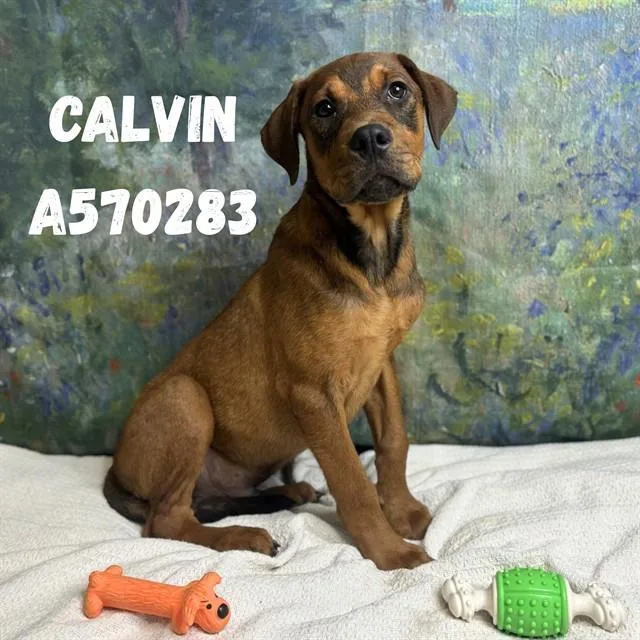 A baby medium-sized male Doberman Pinscher dog named Calvin for adoption in Huntsville, AL