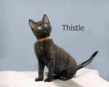 A baby small-sized male Domestic Short Hair cat named Thistle for adoption in Parma, OH