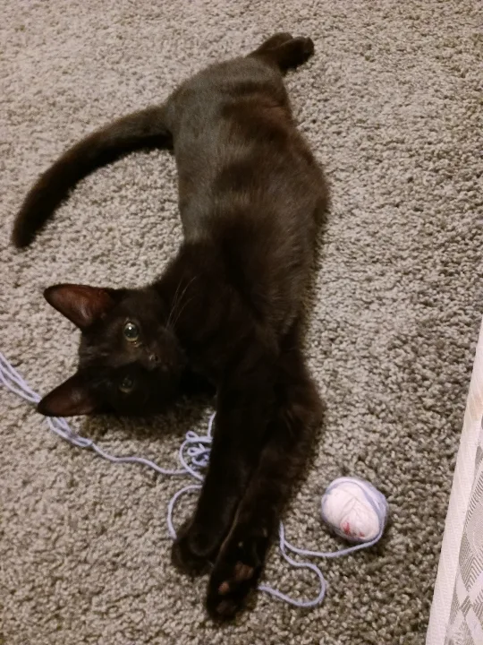 Mr. And Ms. Taluu!! thumbnail 2