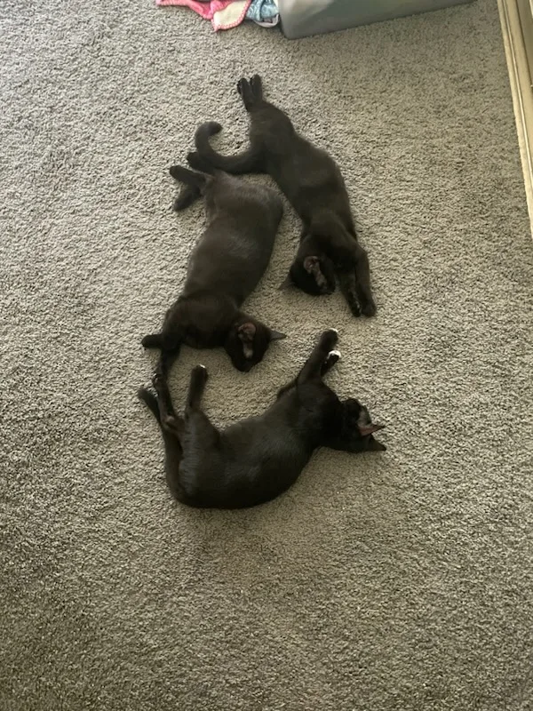 Mr. And Ms. Taluu!! thumbnail 3