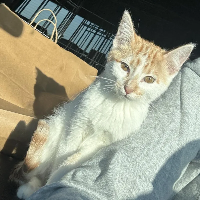 A young medium-sized female Tabby cat named Fire for adoption in Eau Claire, WI