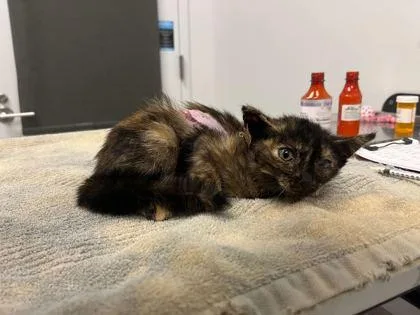 A baby small-sized female Black Domestic Short Hair cat named Toffee Cheesecake for adoption in Kansas City, MO