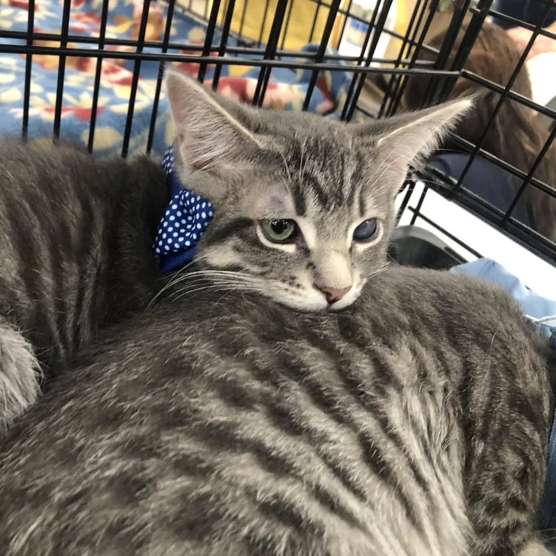 Sammy