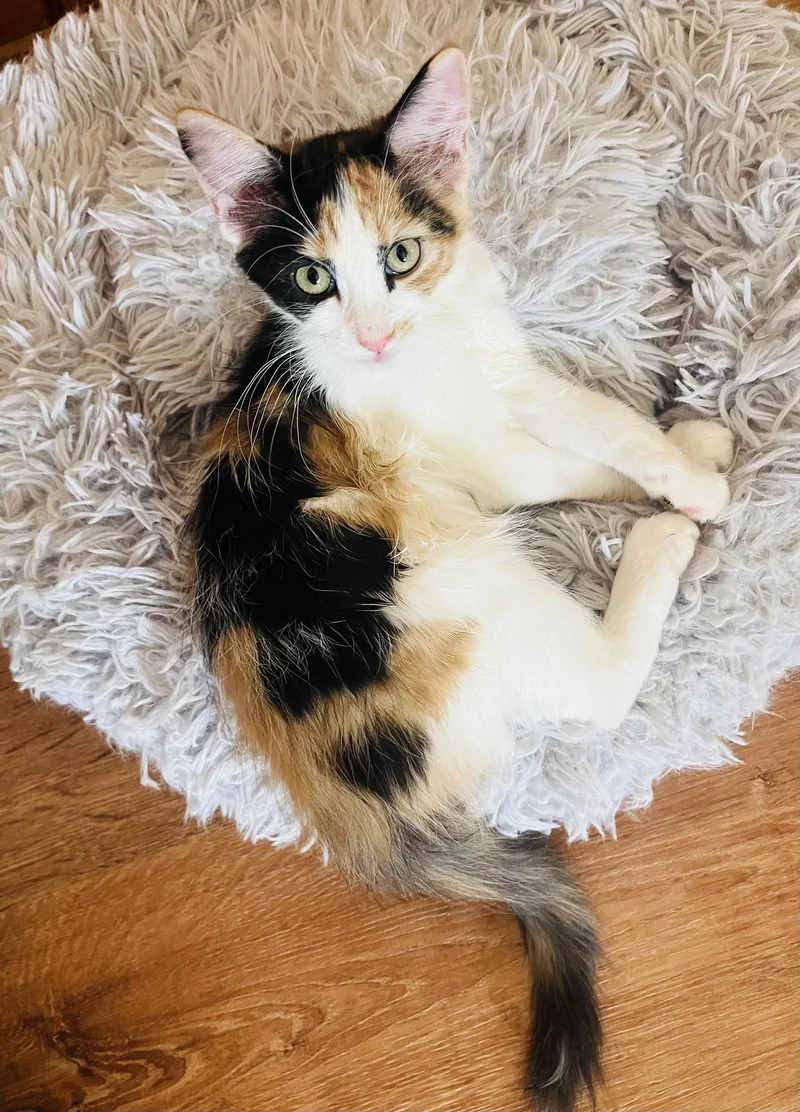 A baby medium-sized female Calico cat named Shelby for adoption in Phoenix, AZ
