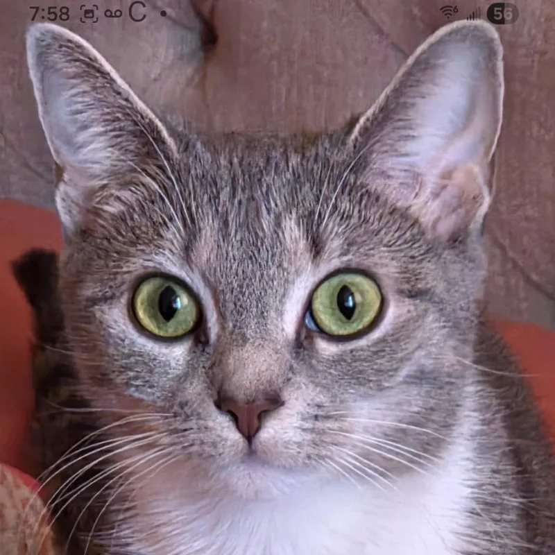 Sheba thumbnail 4