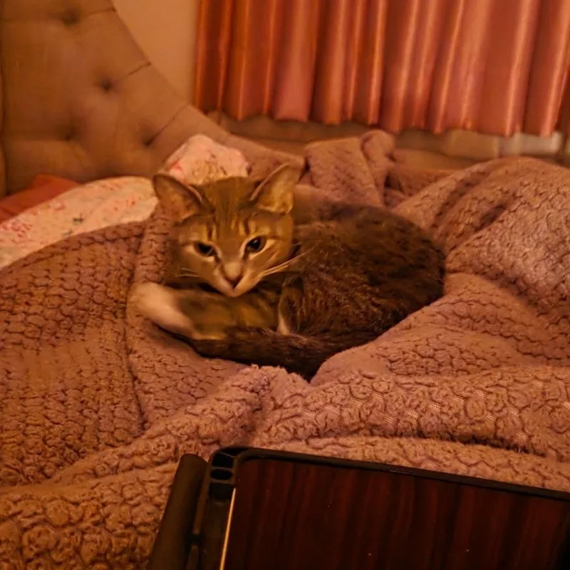 Sheba thumbnail 5
