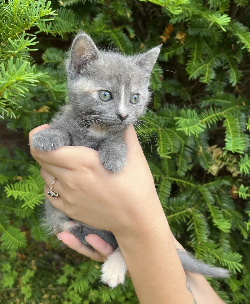 A baby small-sized female Domestic Short Hair cat named Rice Ball for adoption in Philadelphia, PA