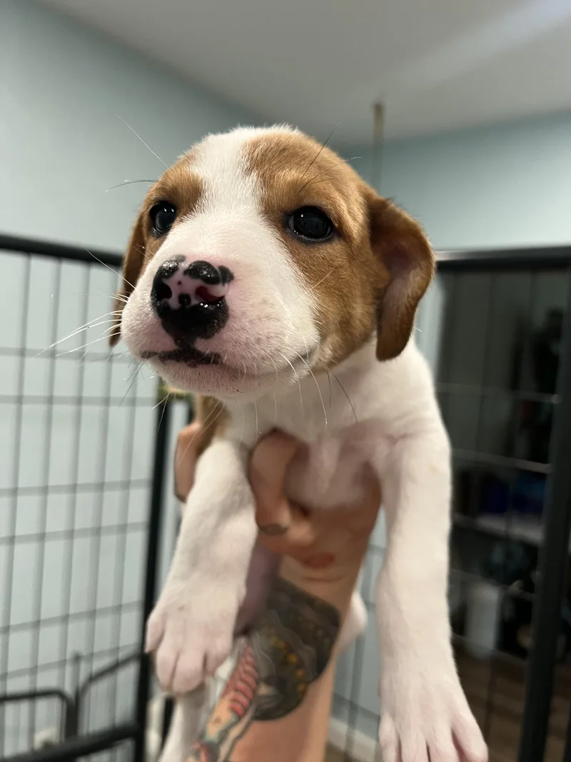 A baby medium-sized female Merle (Red) Hound dog named Colby for adoption in San Antonio, TX