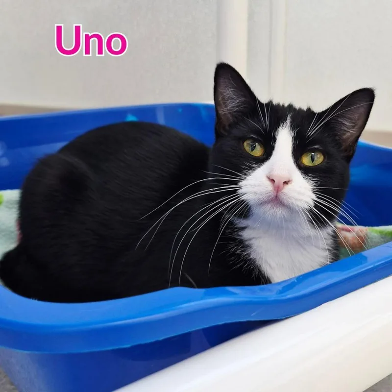 Uno