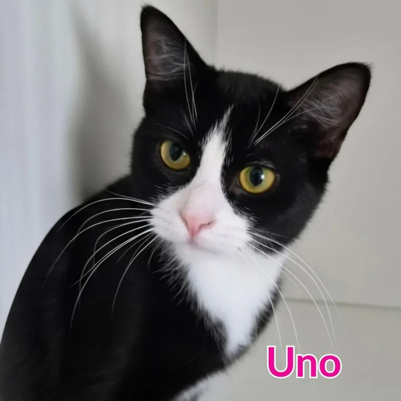Uno thumbnail 2