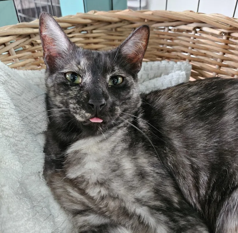 A young small-sized female Domestic Short Hair cat named Tina for adoption in Los Angeles, CA