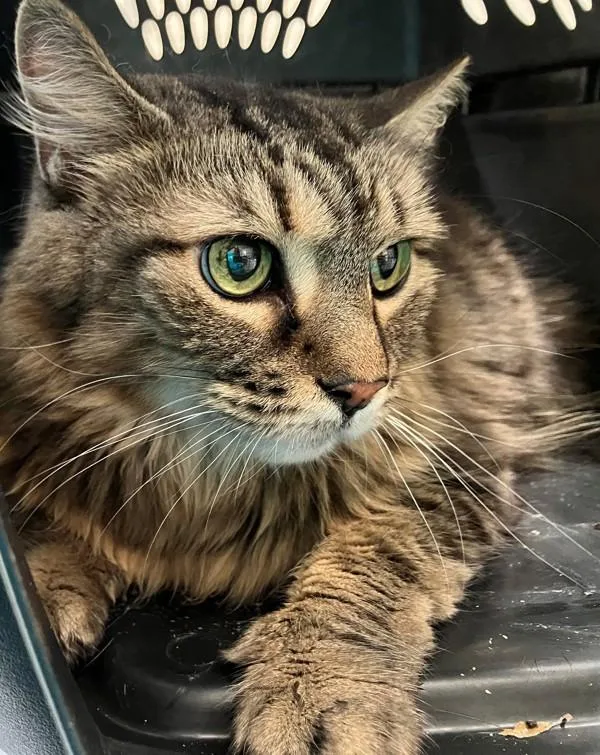 An adult medium-sized female Domestic Medium Hair cat named Raja for adoption in Staten Island, NY