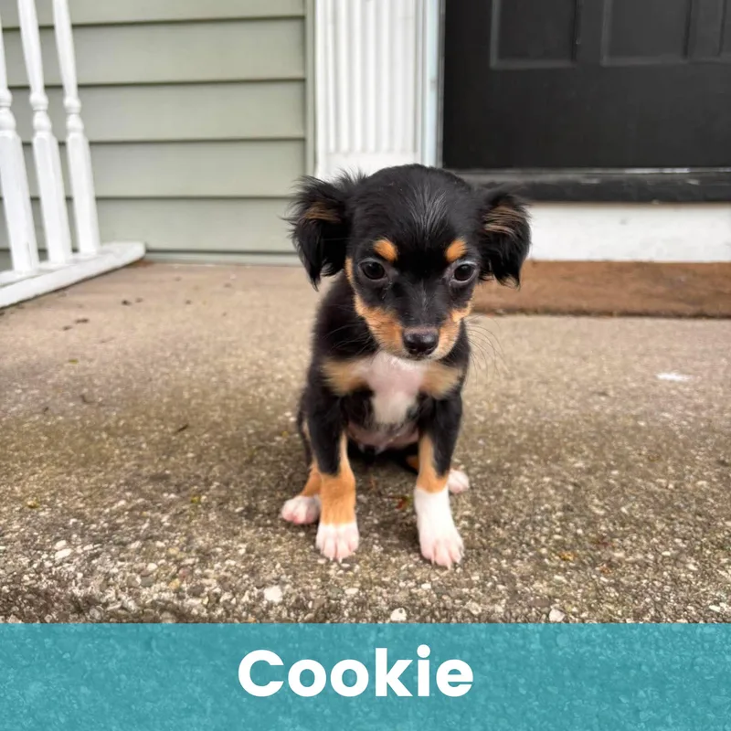 A baby small-sized female Mixed Breed dog named Cookie for adoption in Rochester , NY