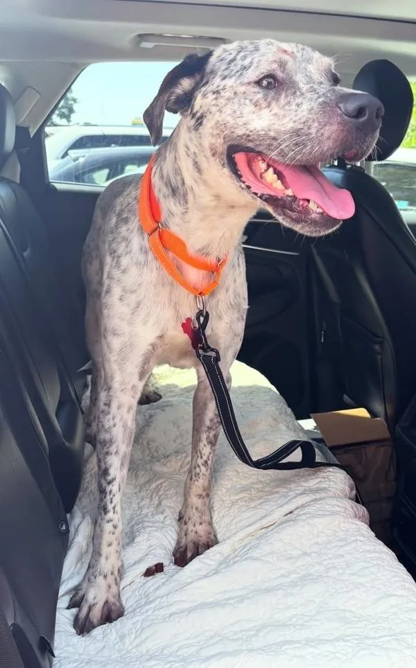 An adult large-sized male Mixed Breed dog named Peppers for adoption in Austin, TX