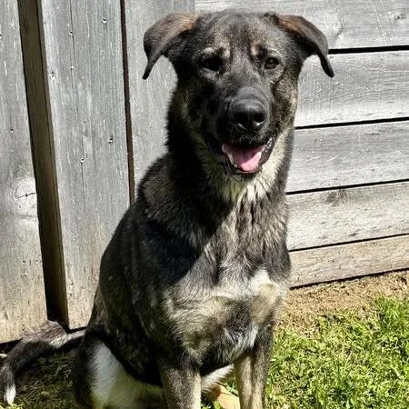 An adult small-sized male Black Shepherd dog named Ranger for adoption in Dayton, OH