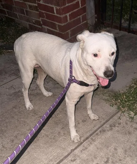 A young medium-sized female Labrador Retriever dog named Beth for adoption in San Antonio, TX