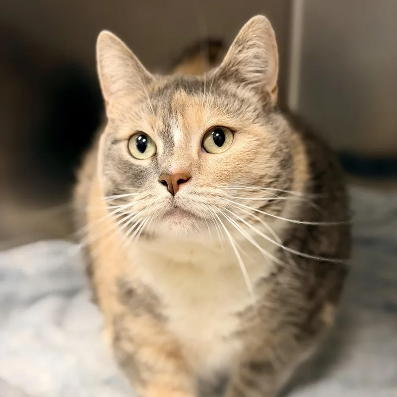 An adult large-sized female Dilute Calico Domestic Short Hair cat named Mittens for adoption in Manahawkin, NJ
