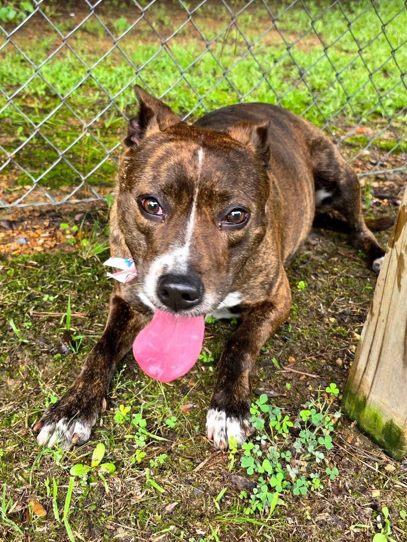 An adult medium-sized female Mixed Breed dog named Artemis for adoption in Huntsville, AL