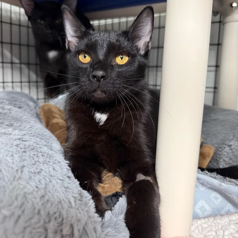 A baby medium-sized male Domestic Short Hair cat named Fire for adoption in Waynesville, NC