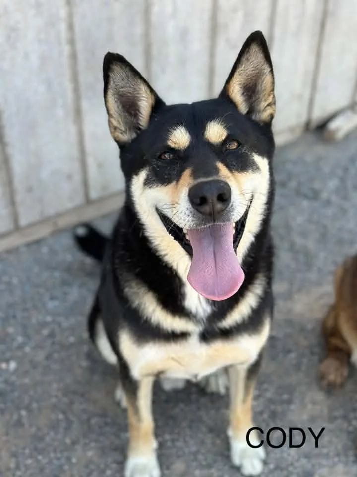 An adult medium-sized male Black Husky dog named Cody for adoption in Tucson, AZ