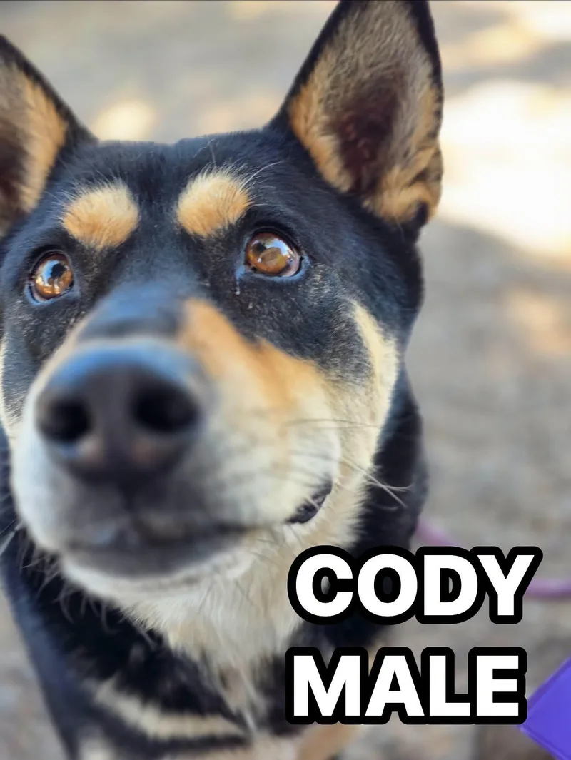 Cody thumbnail 2