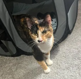 An adult medium-sized female Calico Domestic Short Hair cat named Cinna for adoption in Battle Creek, MI