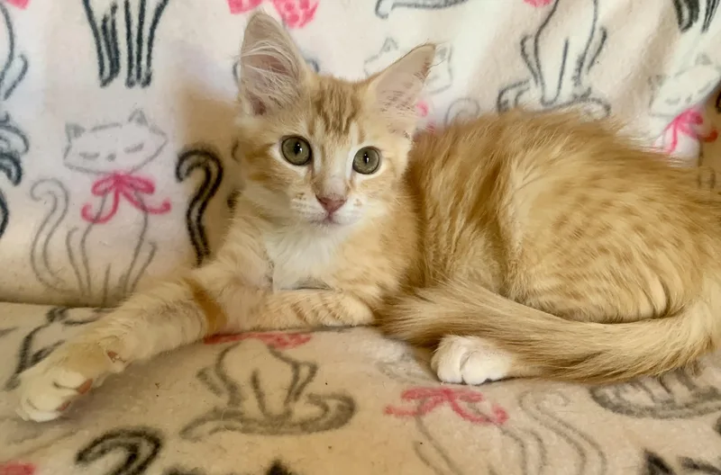 A young medium-sized female Tabby (Orange / Red) Domestic Medium Hair cat named Creamsicle for adoption in San Jose, CA