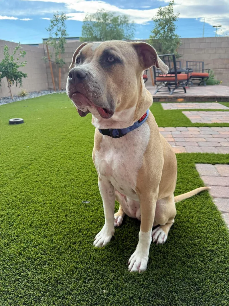A young large-sized female American Bully dog named Cali fka Bambi for adoption in Las Vegas, NV