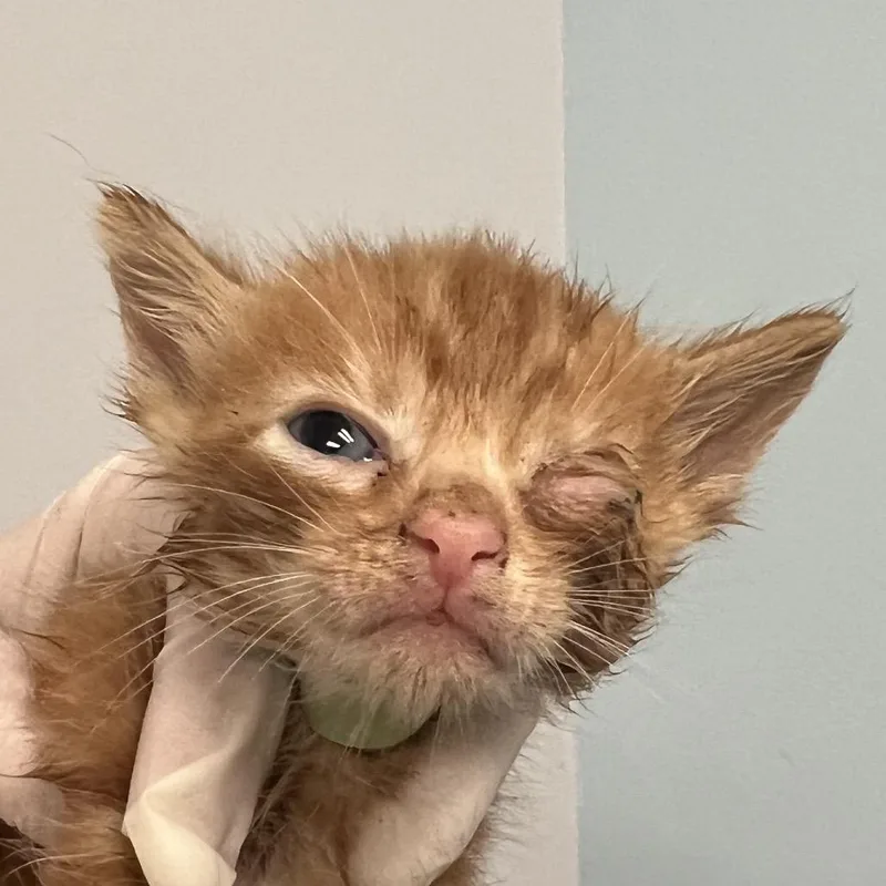A baby small-sized male Orange / Red Domestic Short Hair cat named Kobe for adoption in Jacksonville, FL