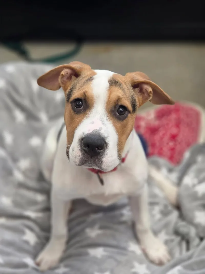 A baby medium-sized female Hound dog named Dina for adoption in New Rochelle, NY