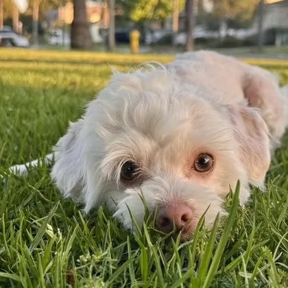Bodhi