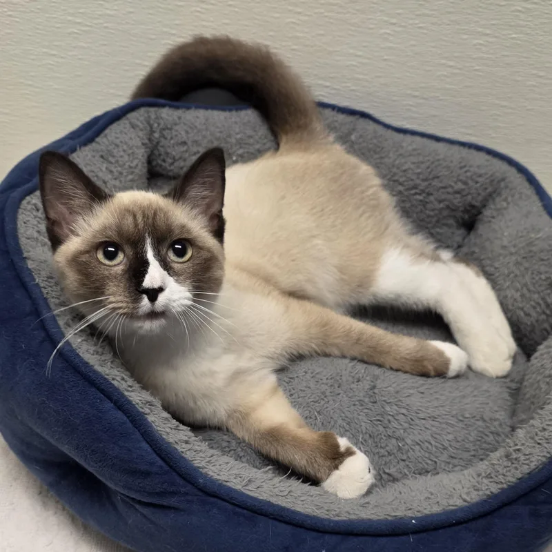 A young medium-sized male Brown / Chocolate Domestic Short Hair cat named Bean for adoption in Greensboro, NC