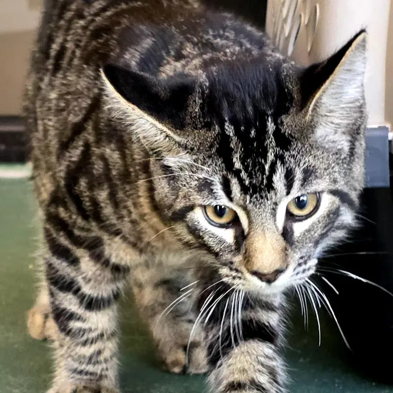 A baby medium-sized male Black Domestic Short Hair cat named Justin for adoption in Santa Barbara, CA