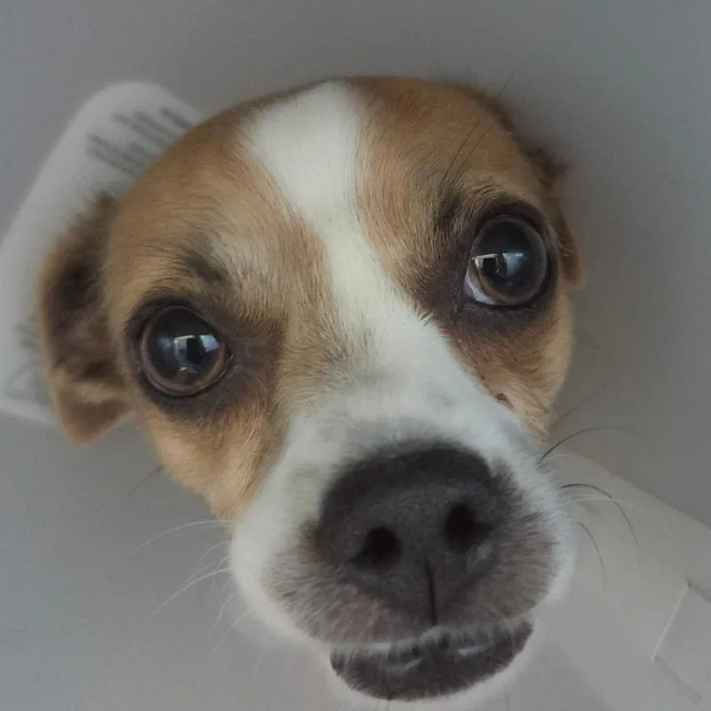 An adult small-sized female White / Cream Mixed Breed dog named Mai for adoption in Leander, TX