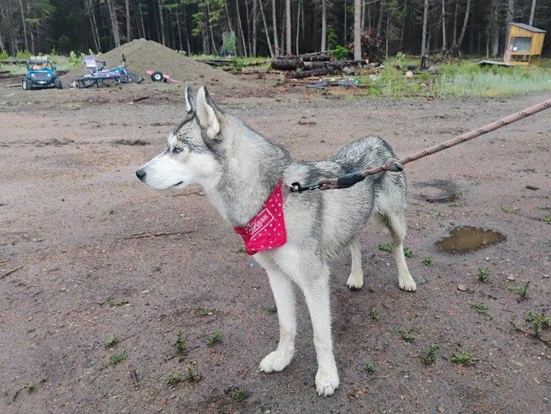 A young medium-sized female Husky dog named Miku Courtesy Listing see for adoption in Polson, MT