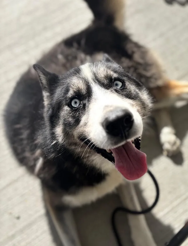 A young large-sized male Siberian Husky dog named Frozone for adoption in Norwalk, CT