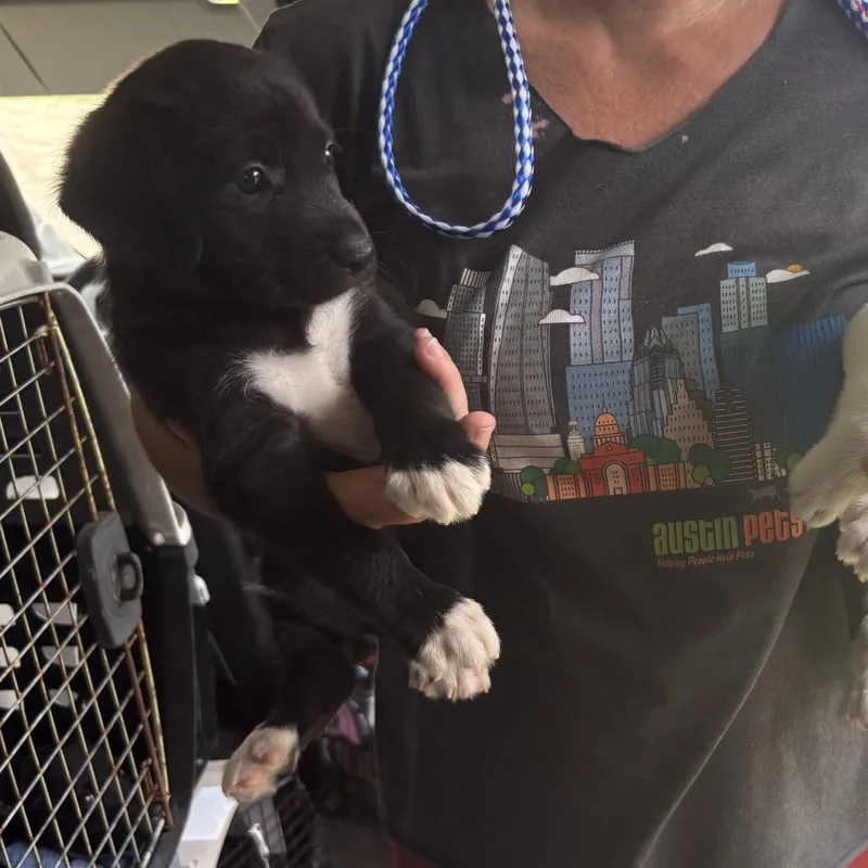A baby medium-sized female Black Mixed Breed dog named Remi for adoption in Austin, TX