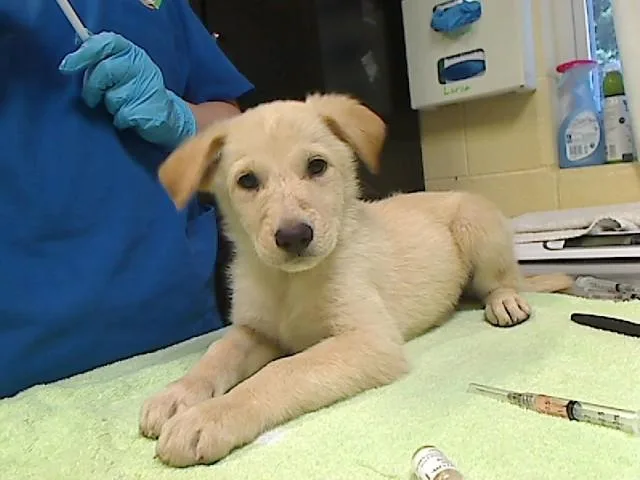 A baby large-sized female German Shepherd Dog dog named Glimmer for adoption in Cookeville, TN