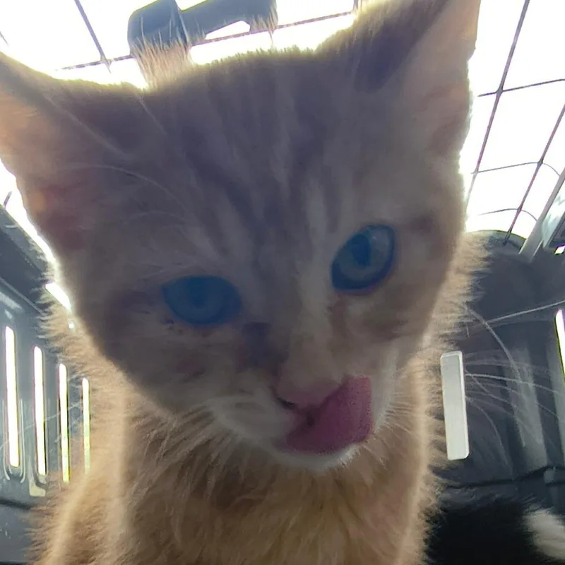 A baby small-sized male Buff / Tan / Fawn Domestic Short Hair cat named Fin for adoption in Othello, WA