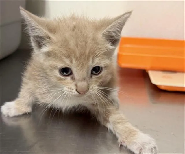 A baby small-sized male Domestic Short Hair cat named Shia for adoption in Bakersfield, CA