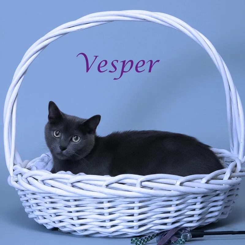 Vesper C thumbnail 2