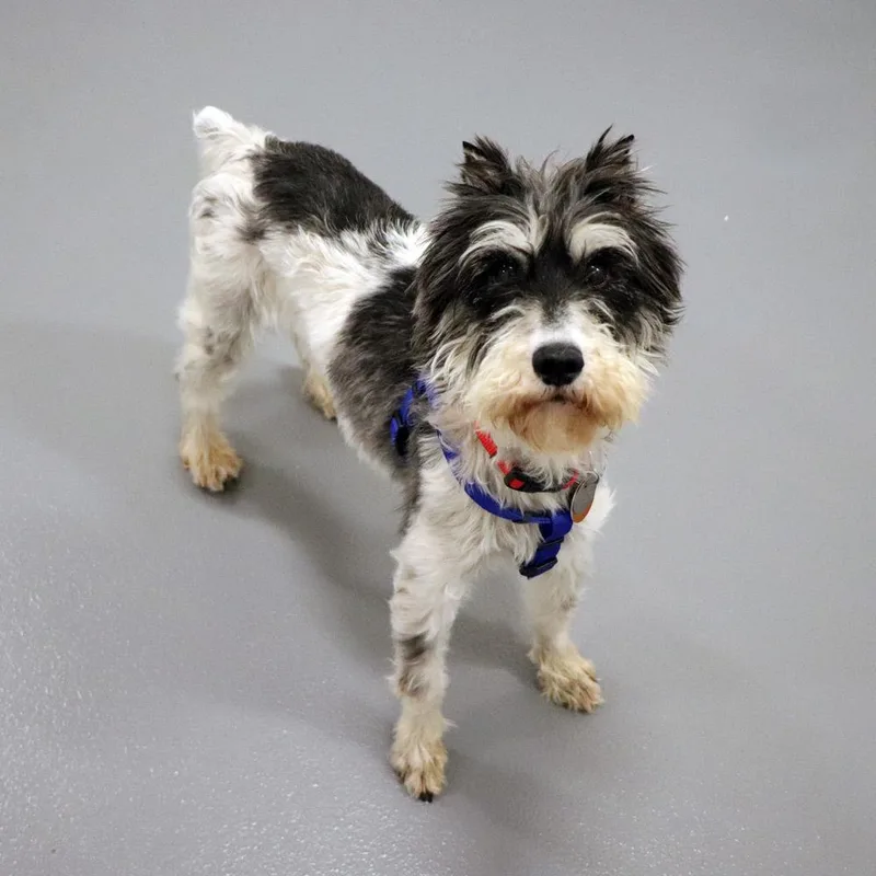 A senior small-sized female Giant Schnauzer dog named Stella for adoption in Port Washington, NY